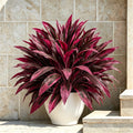 💥48" Large UV-Resistant Artificial Dracaena Plant – Full, Lush & Fade-Resistant!