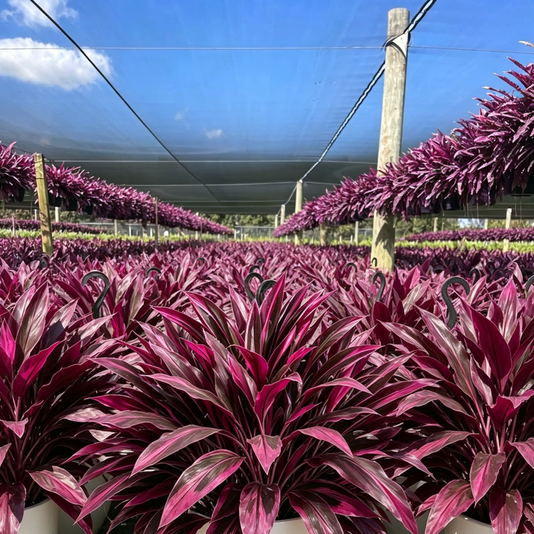 💥Large UV-Resistant Artificial Dracaena Plant – Full, Lush & Fade-Resistant!